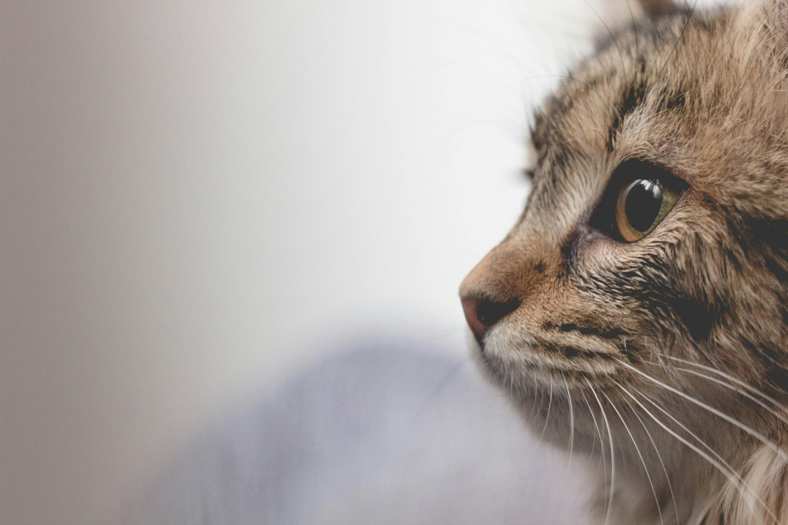 découvrez les causes possibles et les solutions pour calmer la toux chez les chats, ainsi que les symptômes associés au problème de toux chez les félins.